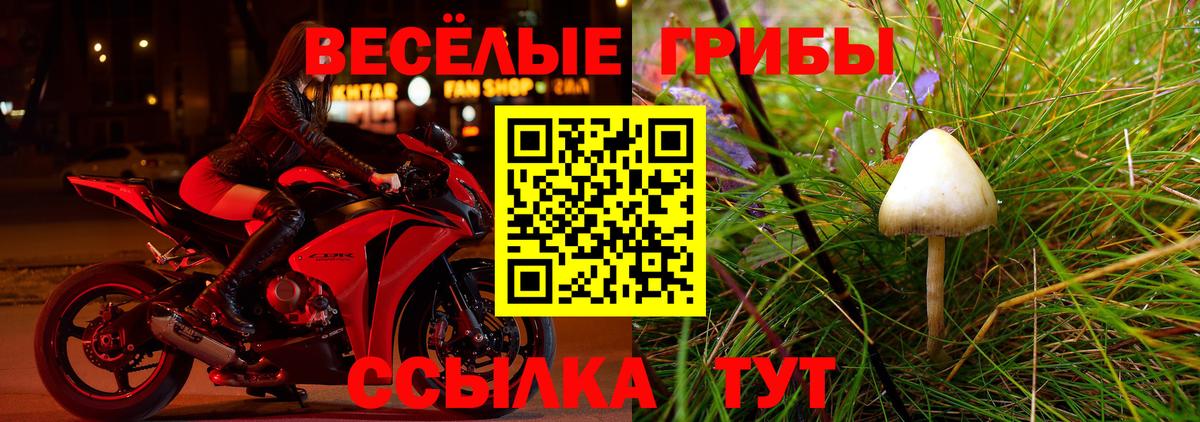 Камышлов  Псилоцибиновые грибы Cubensis  Вход с VPN 